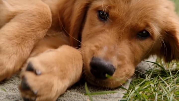 淘金谷电视剧全集